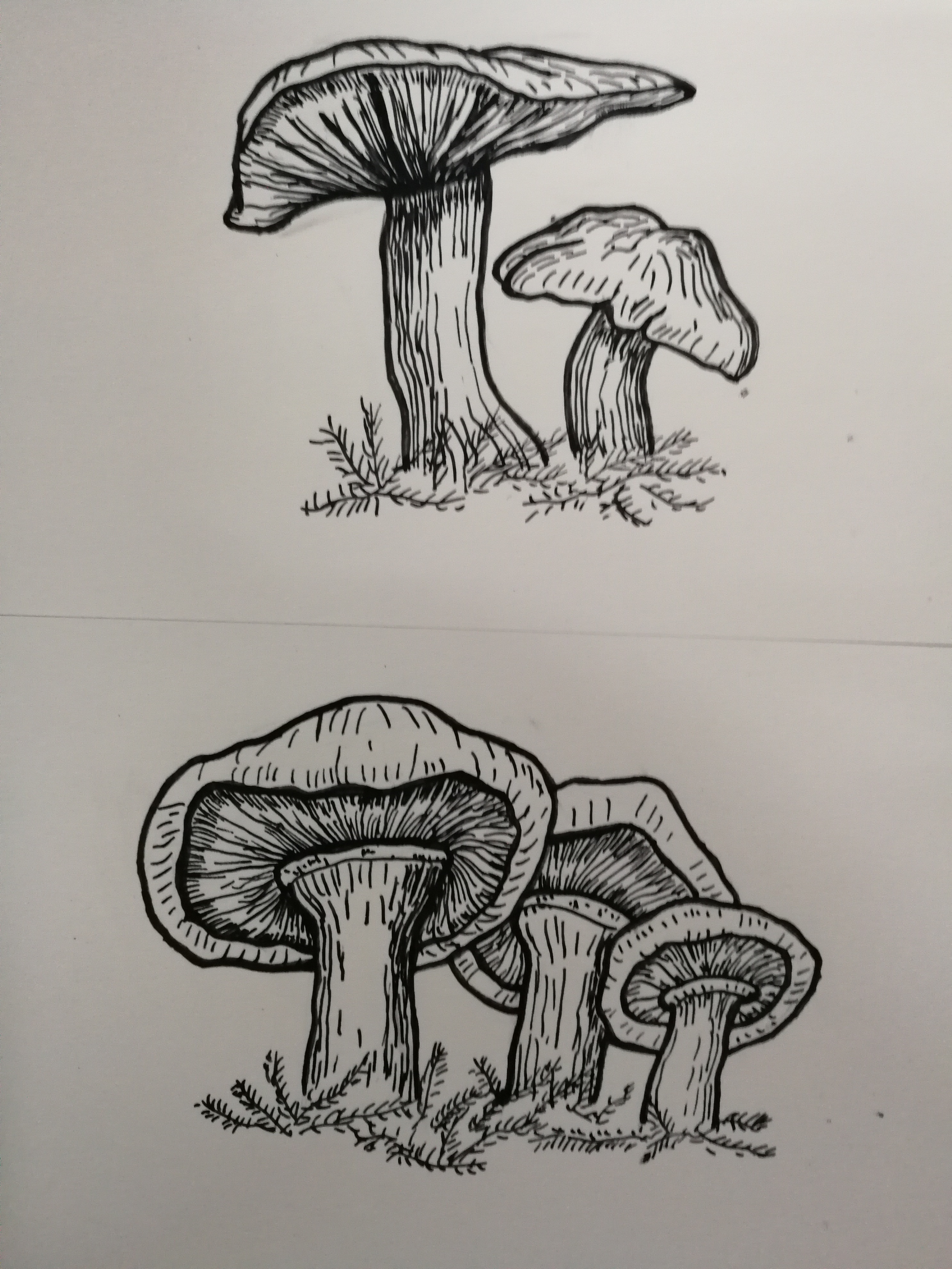 一些蘑菇手绘