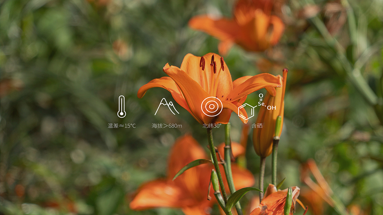 源来凤好产品包装