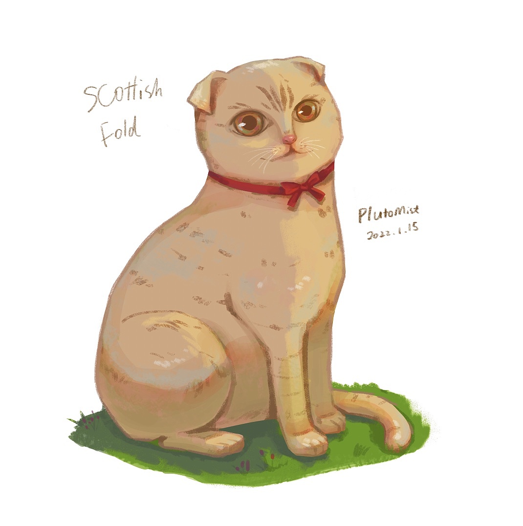 乖巧隐忍折耳猫