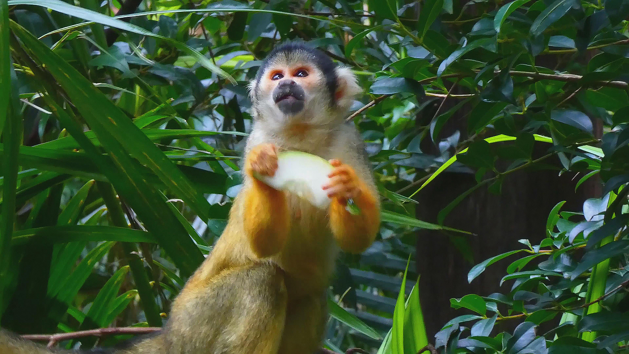 一只可爱的金黄色毛猴子吃瓜