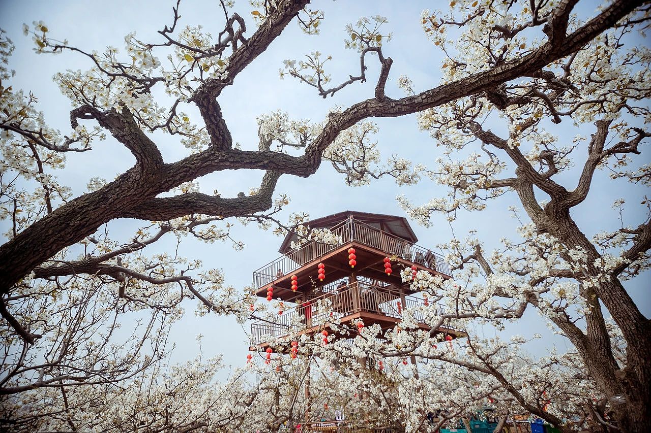 三月二十六日东南温梨园采风