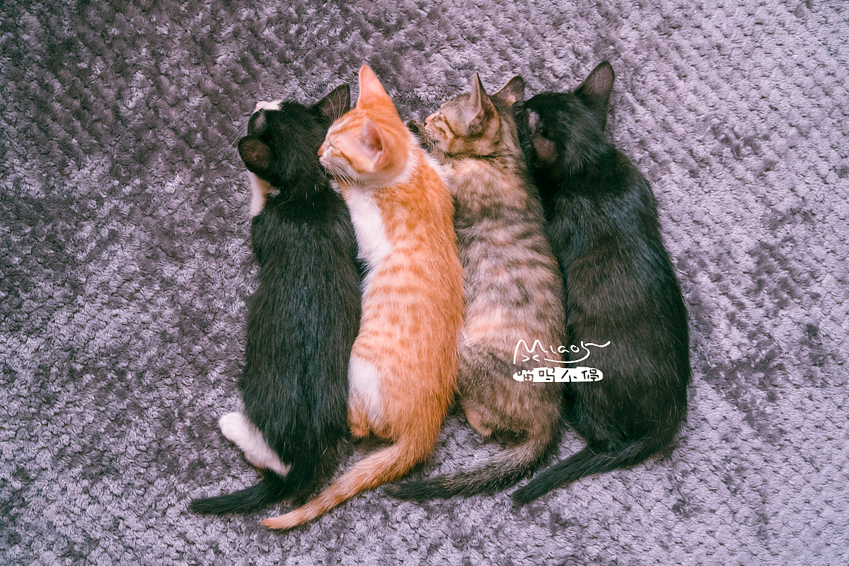 朋友家收养的奶猫们毕业啦（图ZOTAyMTAzMDg=） - 宠物摄影 - 站酷设计师喵呜不停原创素材 - 站酷ZCOOL