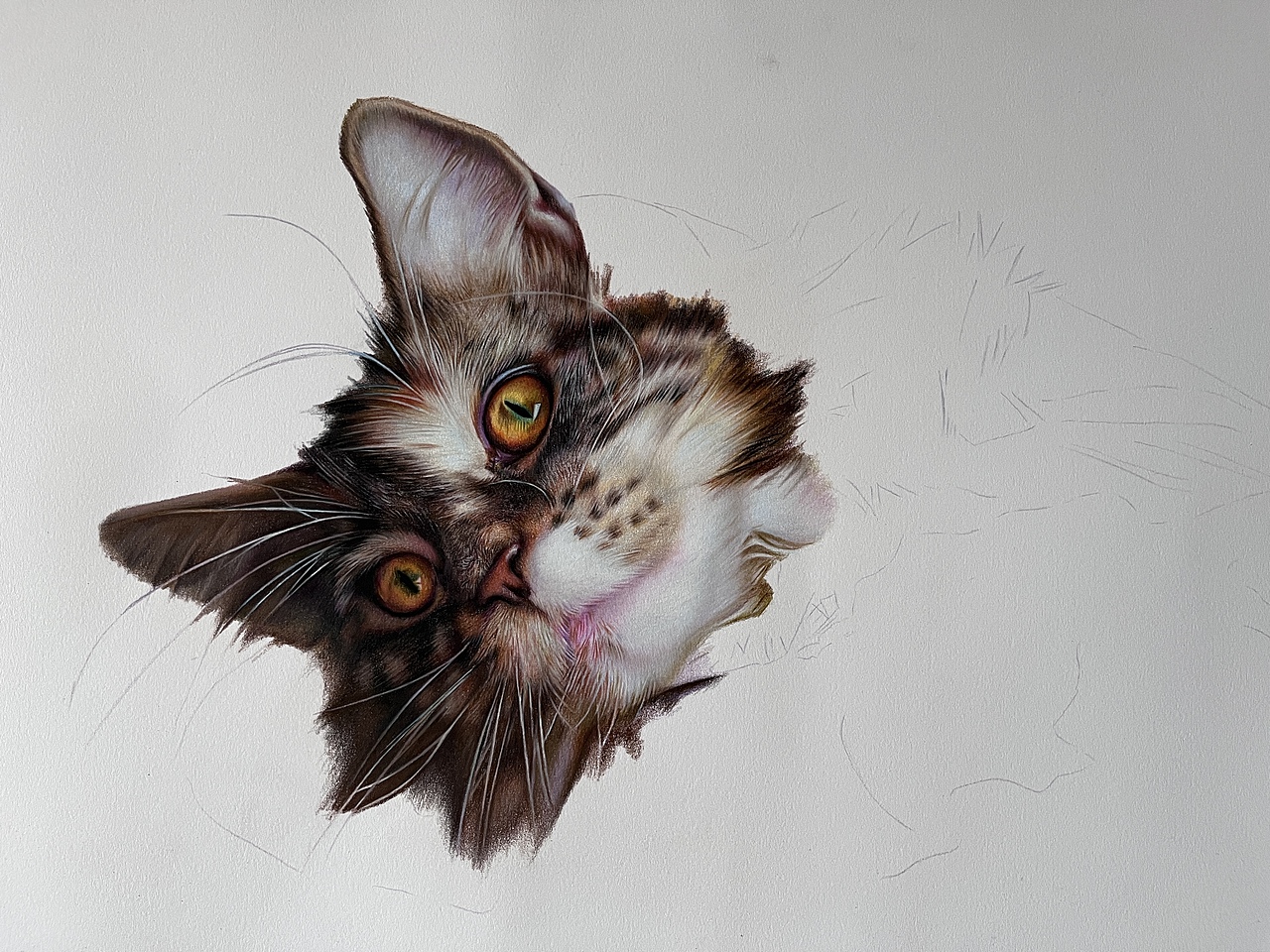 彩铅纯手绘写实猫咪（图ZMjk2NzExODI0） - 绘画 - 站酷设计师臻于至善彩铅原创素材 - 站酷ZCOOL