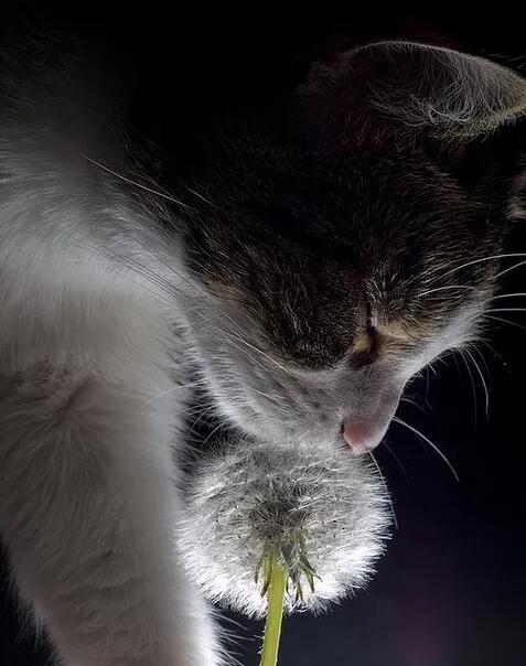 詭秘的貓眼的個(gè)人主頁(yè)（背景預(yù)覽） - 主頁(yè)背景設(shè)置 - 站酷設(shè)計(jì)師詭秘的貓眼原創(chuàng)素材 - 站酷ZCOOL