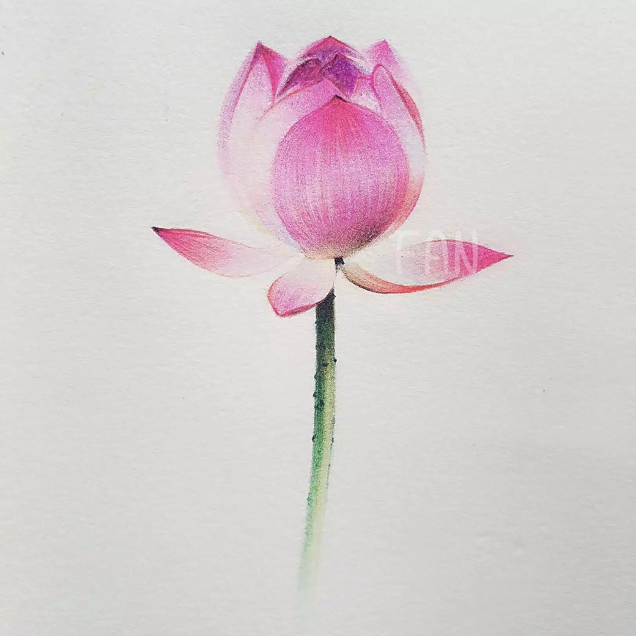 原创彩铅《莲花和鱼》