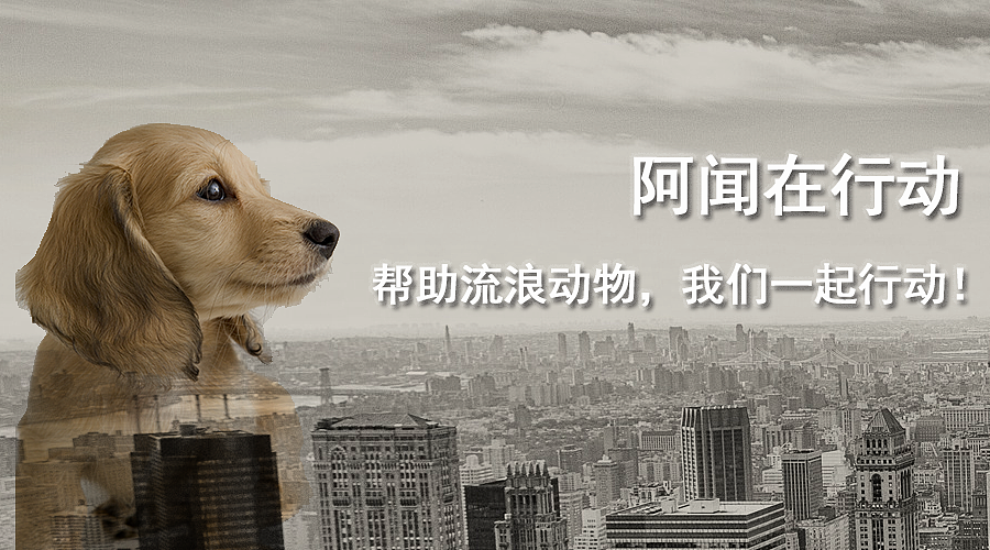 帮助流浪动物活动banner