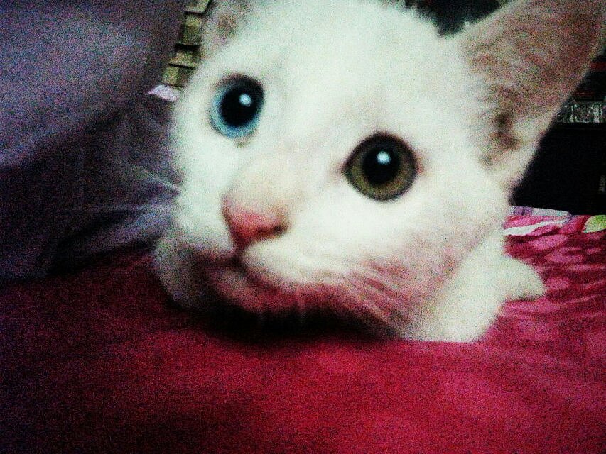 辛勤的猫奴一枚（图ZMjYxMDQxODA=） - 其他 - 站酷设计师夏尛寞滴原创素材 - 站酷ZCOOL
