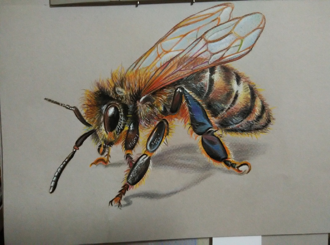 一只小蜜蜂,,,(临)|纯艺术|绘画|夏目侑子 - 原创作品 - 站酷 (zcool)