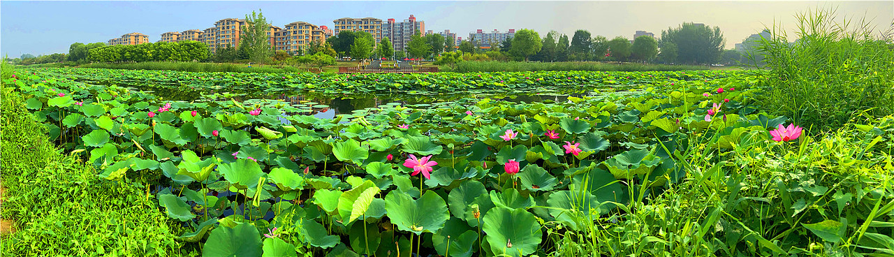 刘勇良手机纪实摄影：夏日荷塘（图ZMjE1MTEwMDA4） - 人文/纪实摄影 - 站酷设计师刘勇良意创书设原创素材 - 站酷ZCOOL