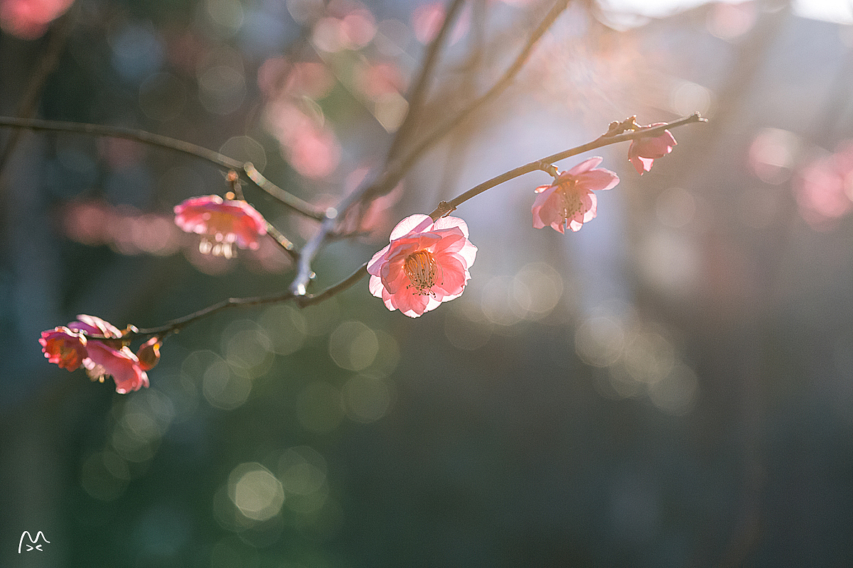 江南无所有，聊寄一枝春（图ZNzE2MDk4ODA=） - 风光摄影 - 站酷设计师喵呜不停原创素材 - 站酷ZCOOL