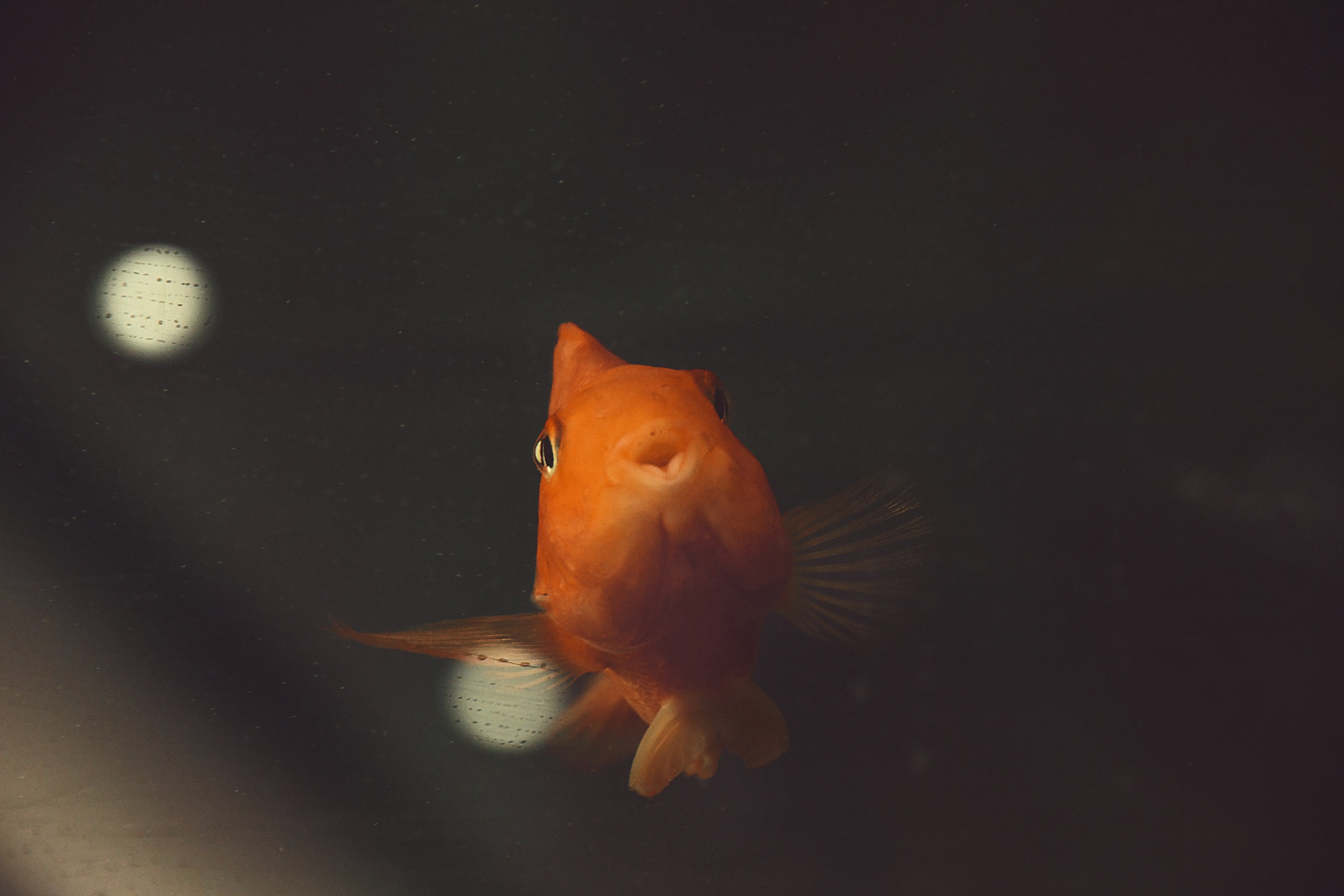 哇 是紫琪的金鱼嘴耶