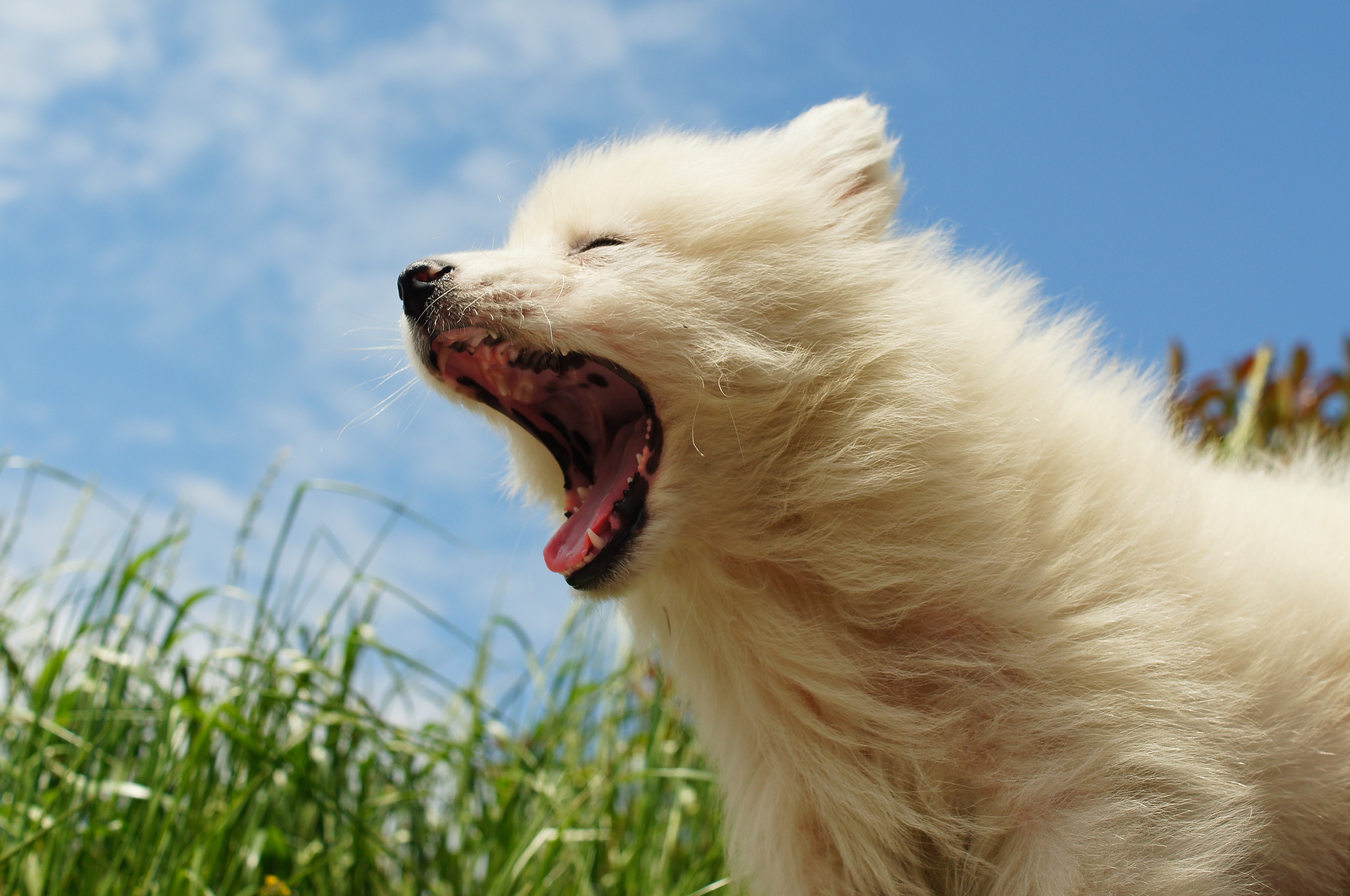 有趣的动物摄影