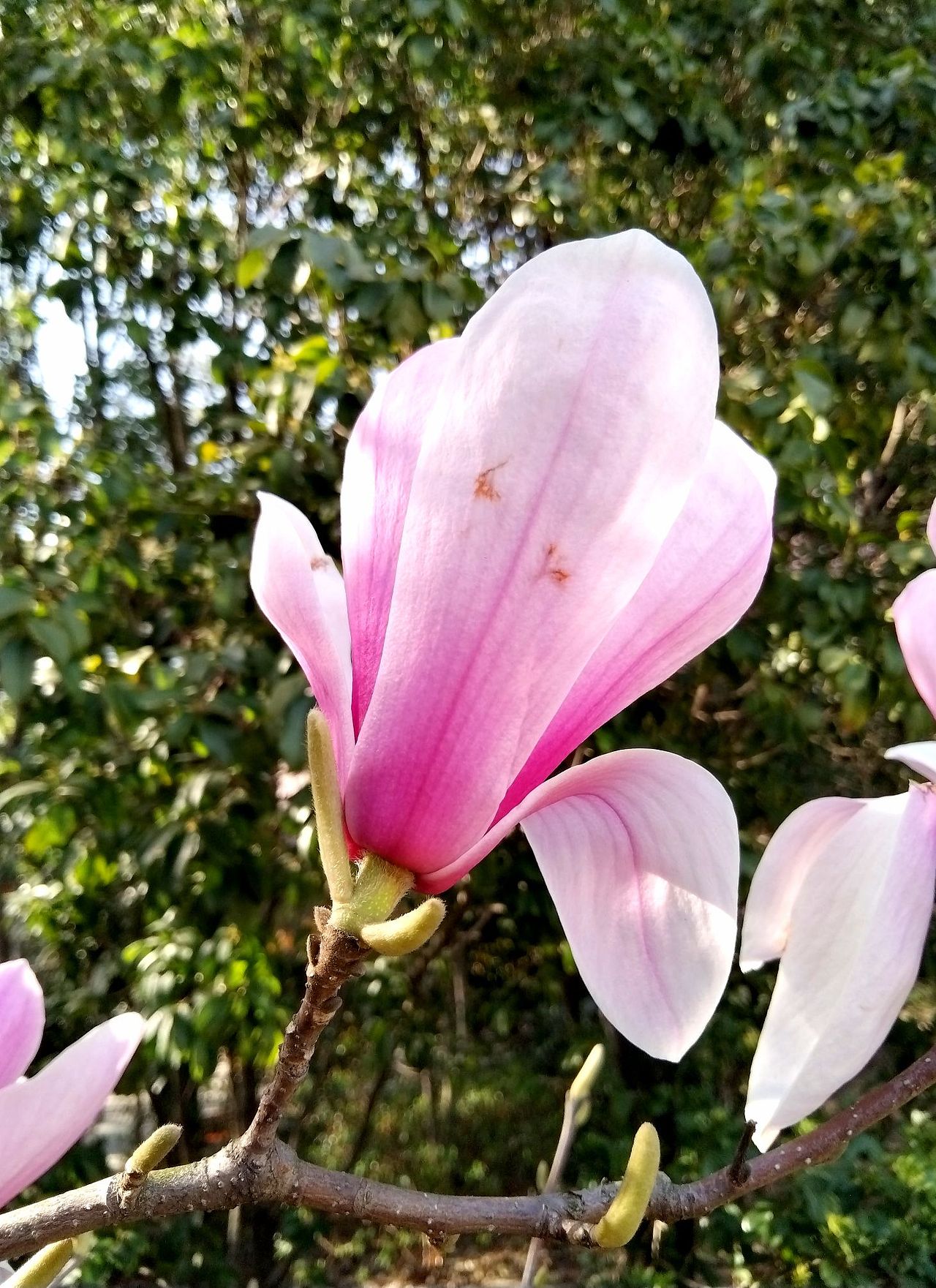 3月实拍!初春.玉兰花。