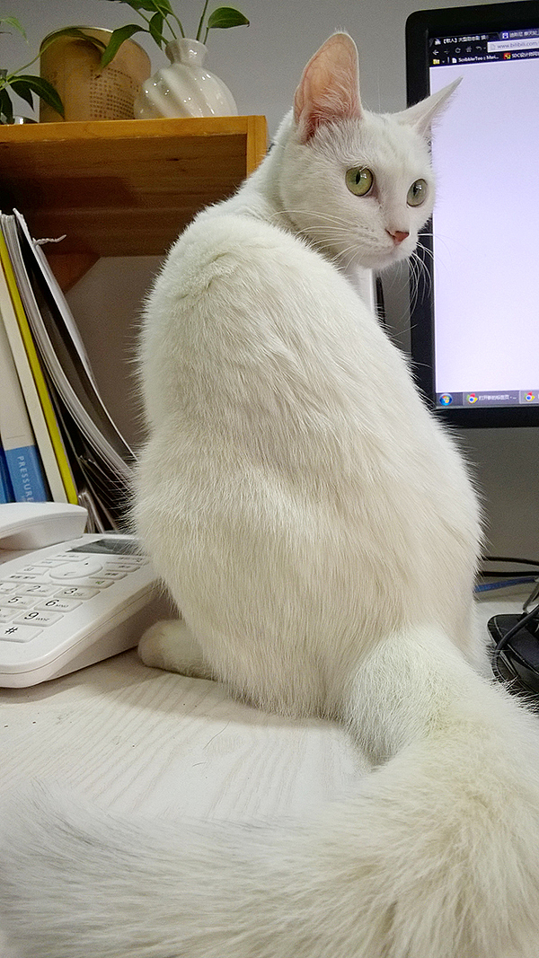 皮卡喵（图ZMjE2OTU2NDg=） - 其他平面 - 站酷设计师Banana大王原创素材 - 站酷ZCOOL