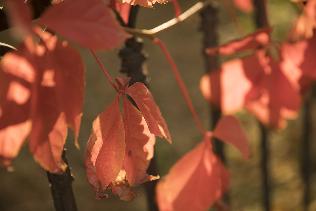 实景拍摄 流量慎入!