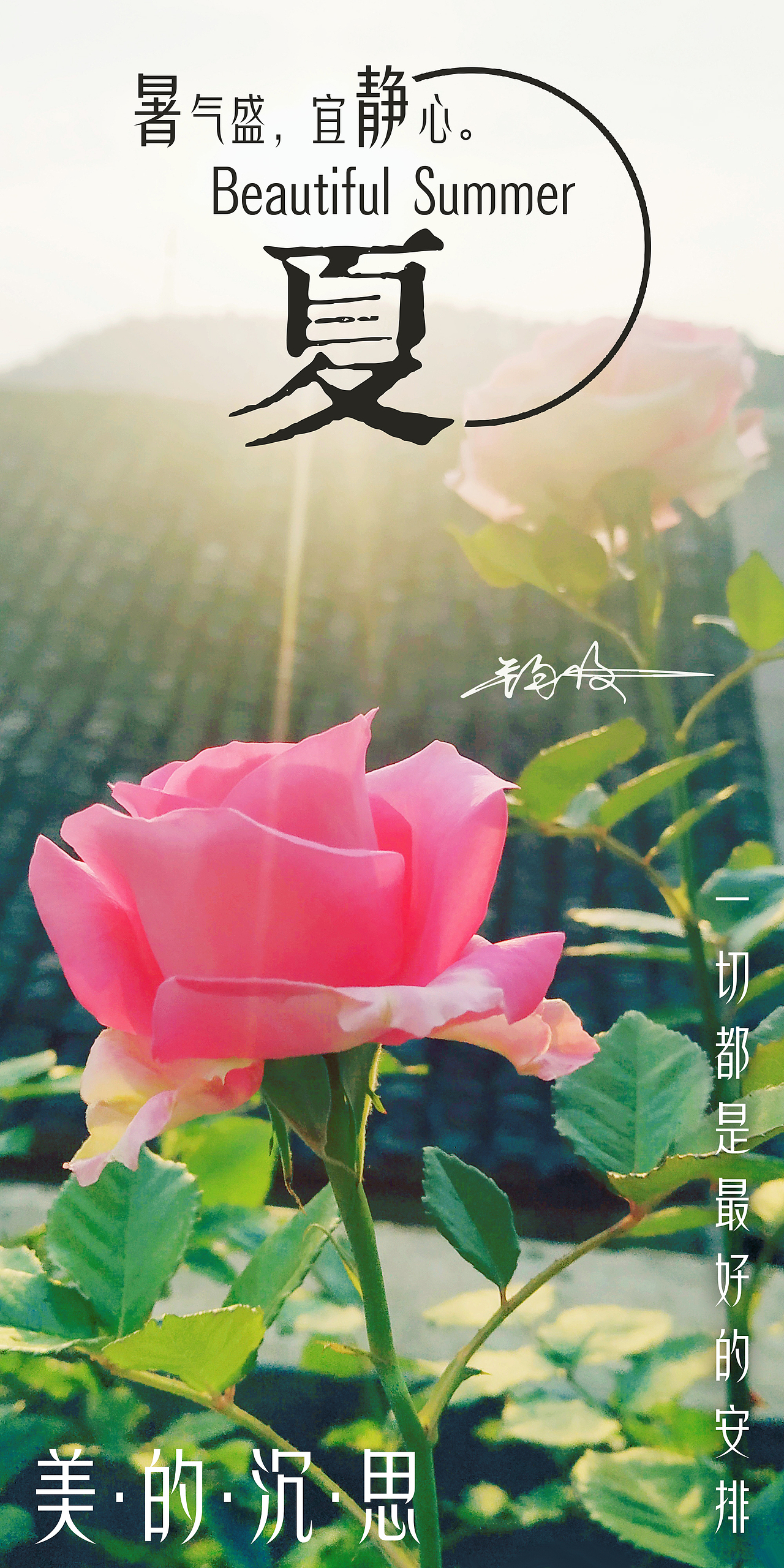 阳台上绽放的粉色玫瑰花