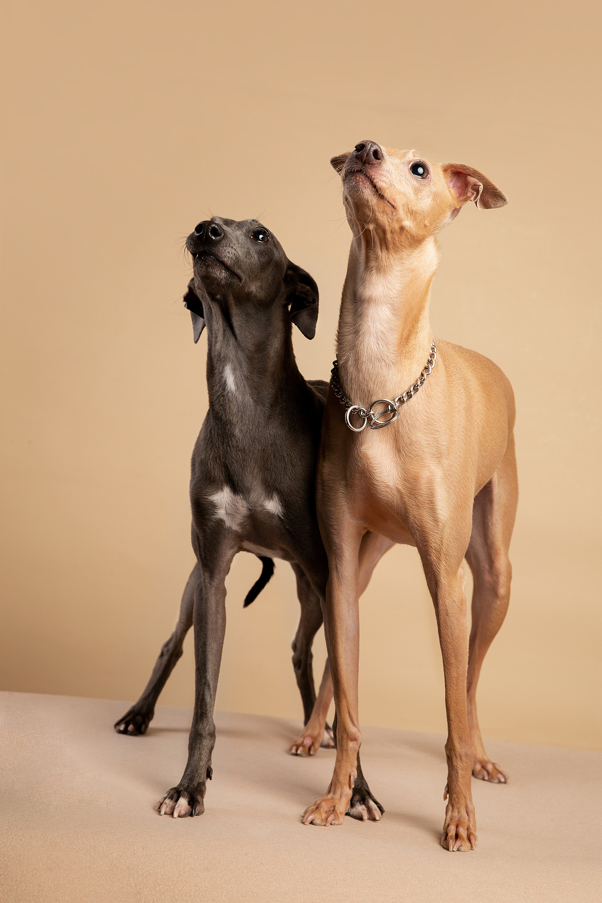 【动物照相馆】灵缇(二)