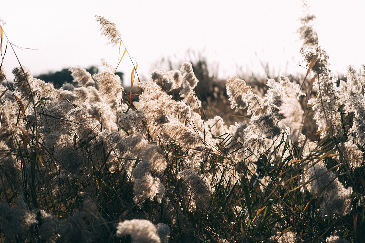邂逅郊外的野草地（图ZMjgyMzM5Mzg0） - 风光摄影 - 站酷设计师糖糖的早茶原创素材 - 站酷ZCOOL