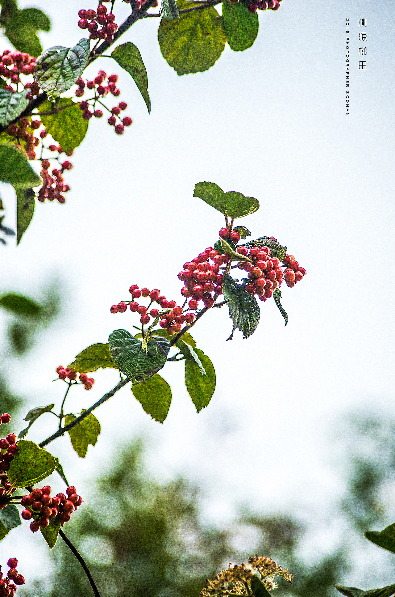 遂川桃源梯田（图ZMTI4ODg4NTAw） - 风光摄影 - 站酷设计师浓眉晓葱原创素材 - 站酷ZCOOL