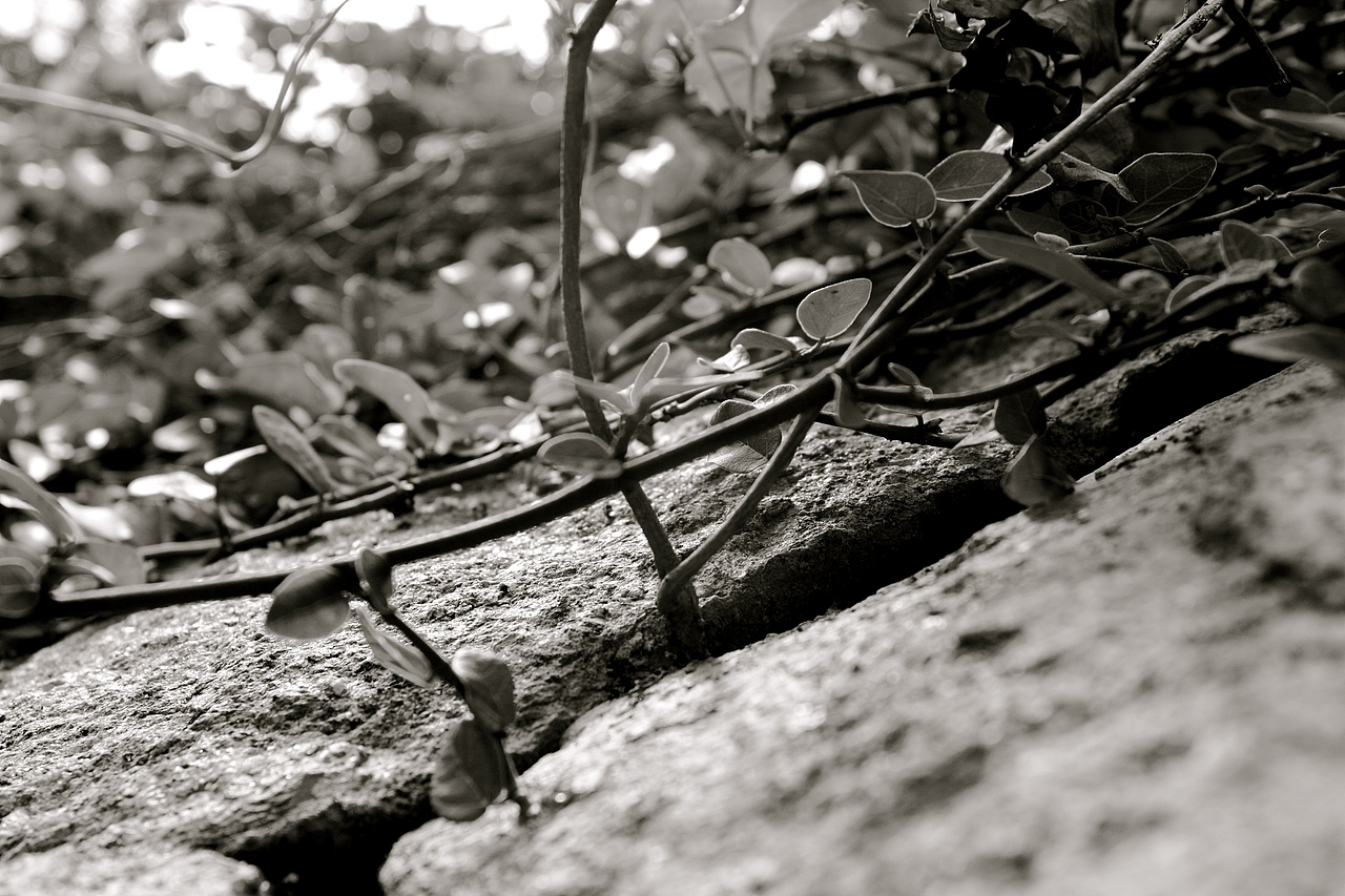 喧囂靜處（圖ZNDMwNzM0OA==） - 產(chǎn)品攝影 - 站酷設計師痞子望原創(chuàng)素材 - 站酷ZCOOL