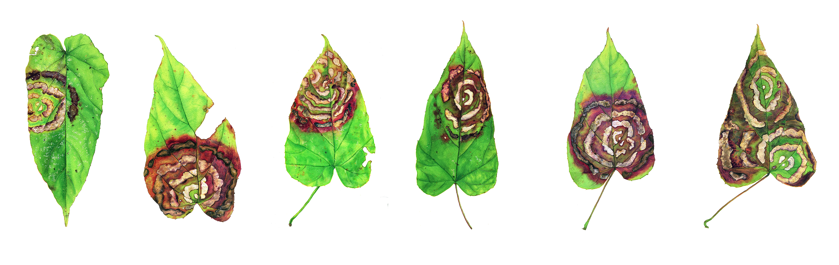 拾落落的個人主頁（封面預(yù)覽） - 主頁封面設(shè)置 - 站酷設(shè)計師拾落落原創(chuàng)素材 - 站酷ZCOOL