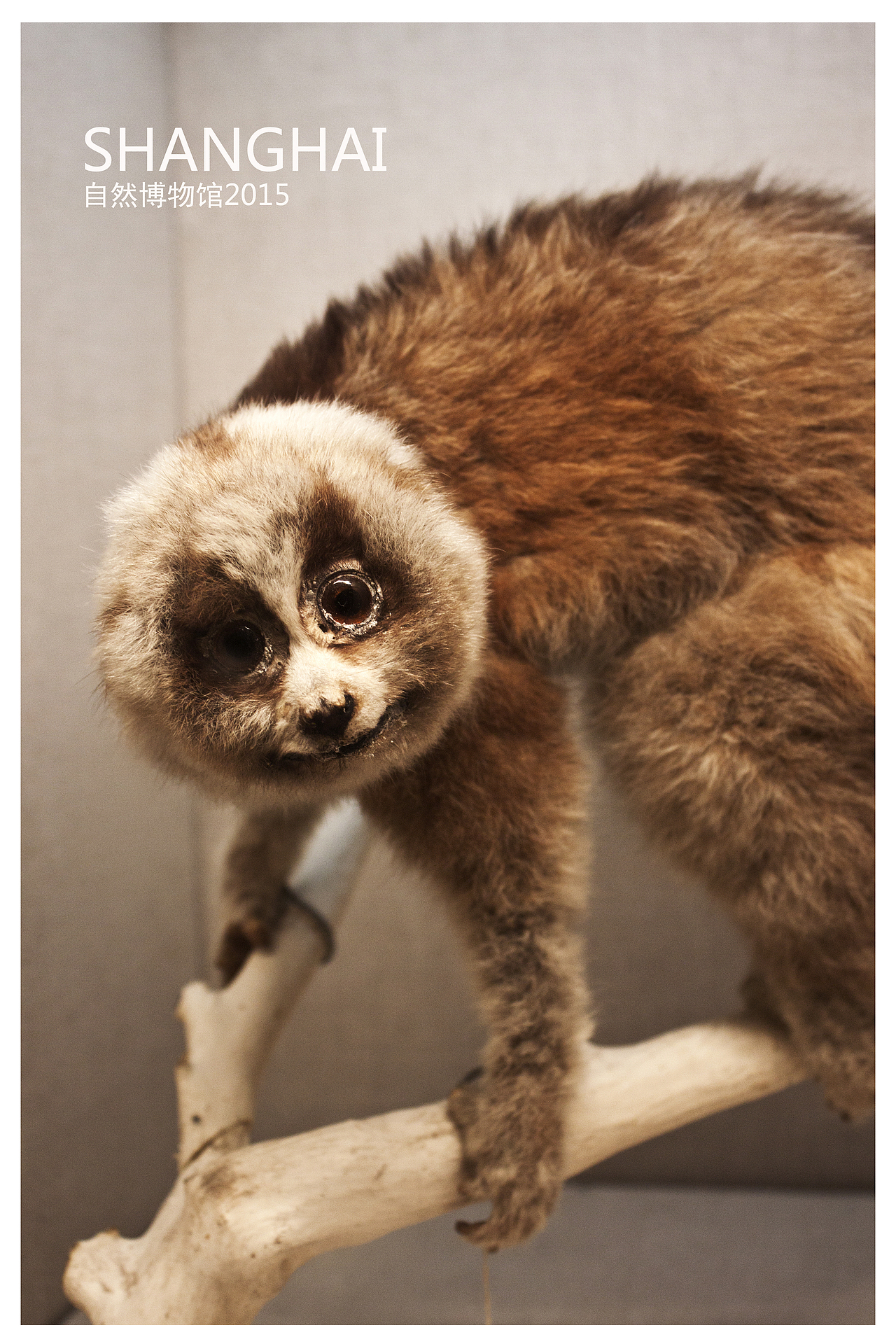 上海自然博物馆掠影