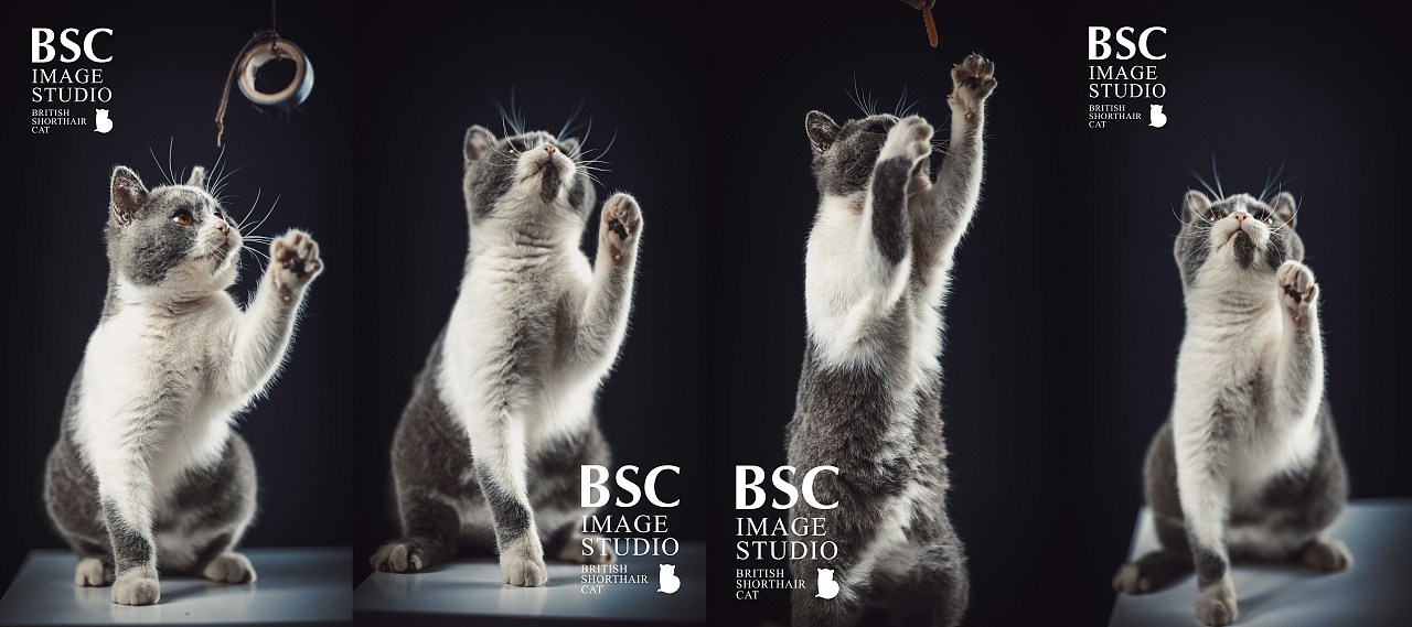 英短猫肖像丨八万（图ZMTQ0NDU4MTY0） - 宠物摄影 - 站酷设计师英短图片社原创素材 - 站酷ZCOOL