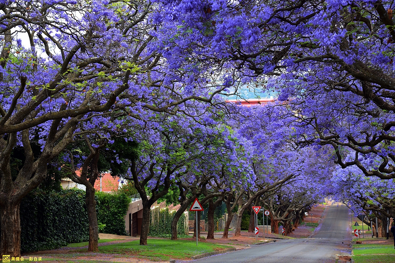 比勒陀利亚是南非行政首都,整个城市有八万多株JACARANDA(兰花楹)。几乎每条大街小巷,都蔓延着童话般的紫色。黑摄会摄影师 彭自求摄