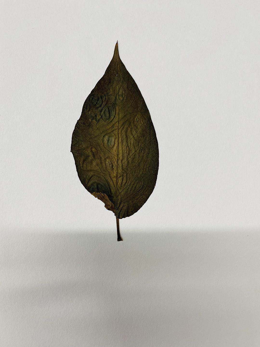 藏在本子里的树叶（图ZMjE0MjIzMDY4） - 产品摄影 - 站酷设计师就是叫津津啊原创素材 - 站酷ZCOOL