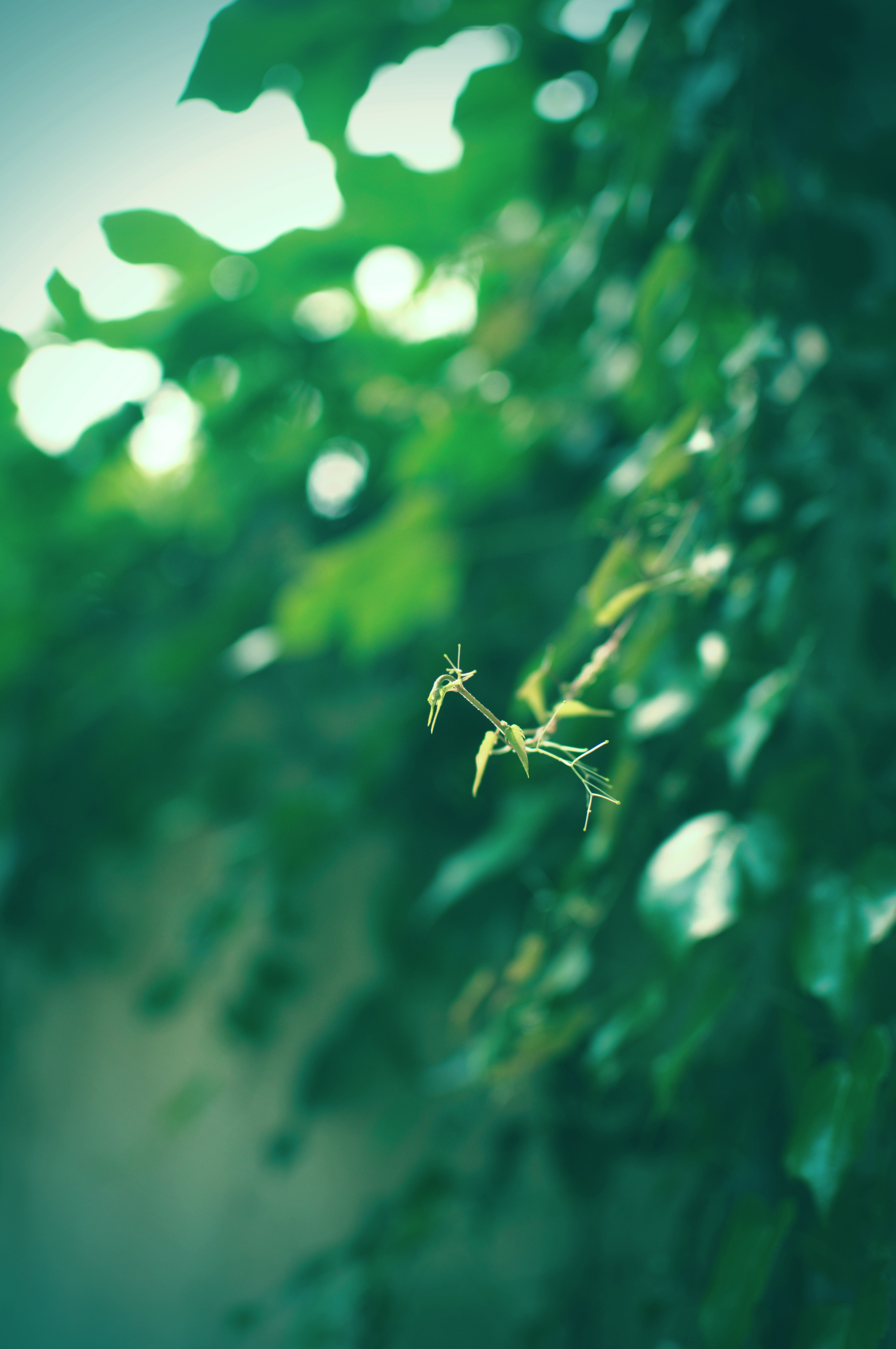 绿色植物三叶草摄影图高清摄影大图-千库网