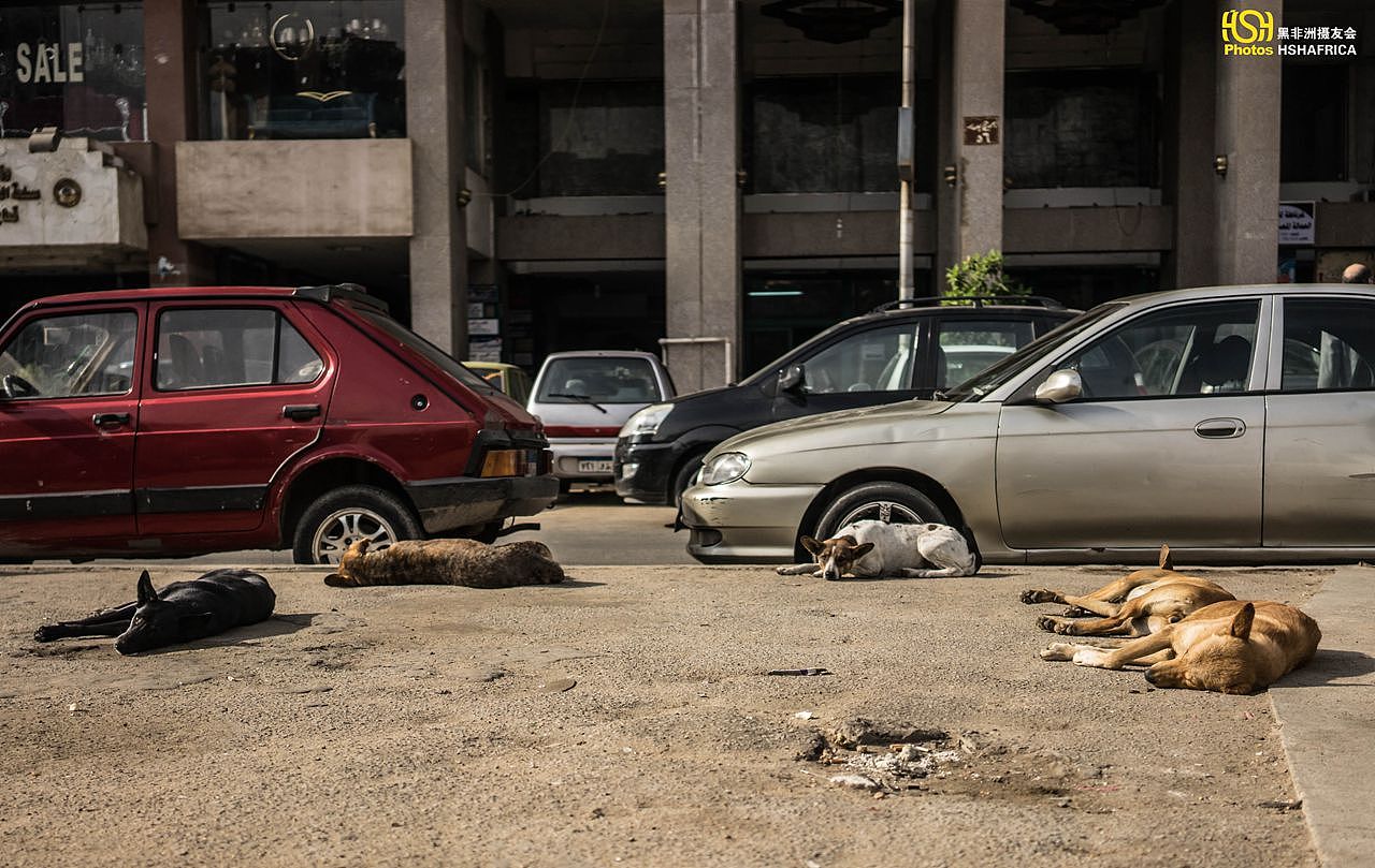 第二天，我已经查询好了去博物馆的行程，我用微信定位，通过google导航，乘坐地铁出来之后就徒步穿过解放广场去博物馆瞻仰埃及悠久的历史文明。
我途经一个社区的时候，看到很多狗狗都睡在路边晒太阳，它们有的直接睡在车顶，这是它们的经验总结，以前很多狗是睡在车底下，被压死过无数的狗狗，当我走进的时候，它们开始站起向我吼叫，我就识趣的走开了。