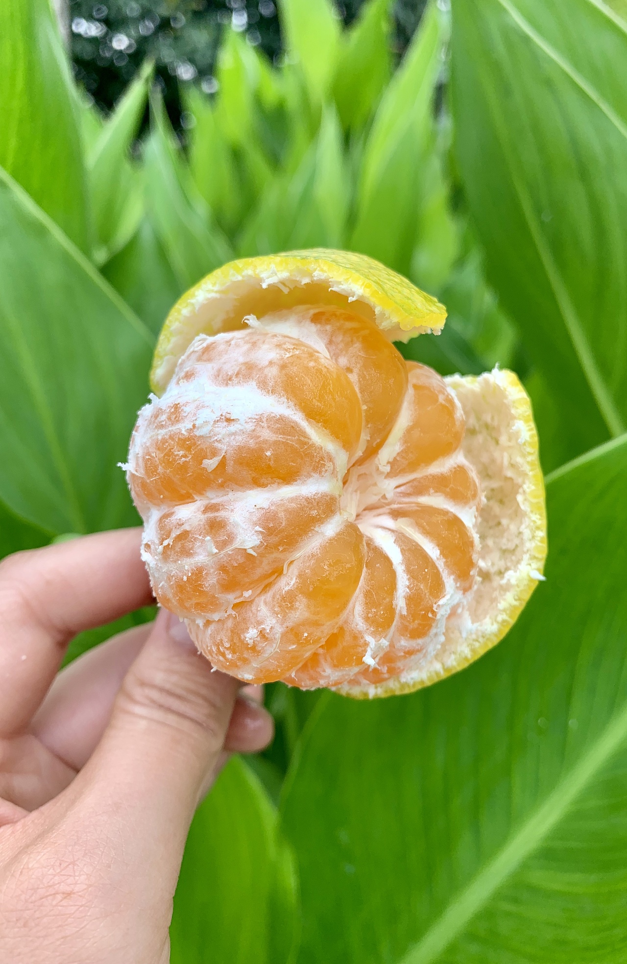 水果拍摄云南华宁无籽蜜桔