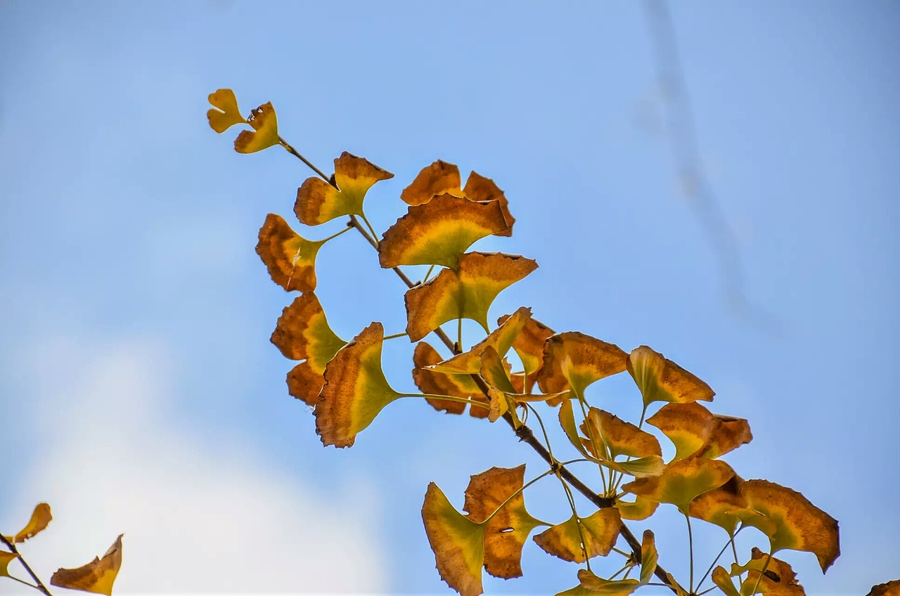 云南大学-银杏篇