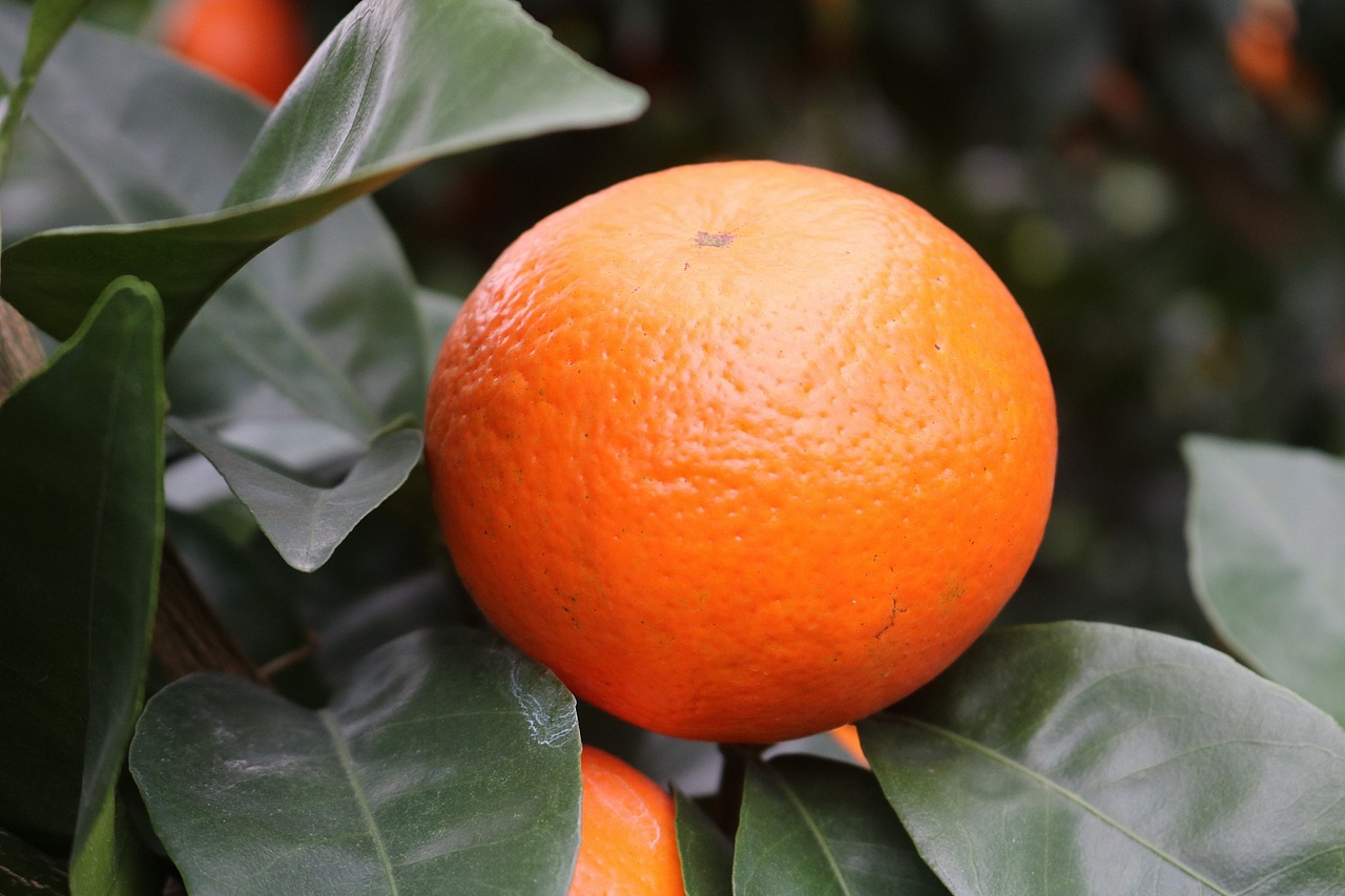 武鸣沃柑老男人果品