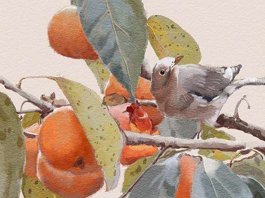 防水彩2柿子和鸟