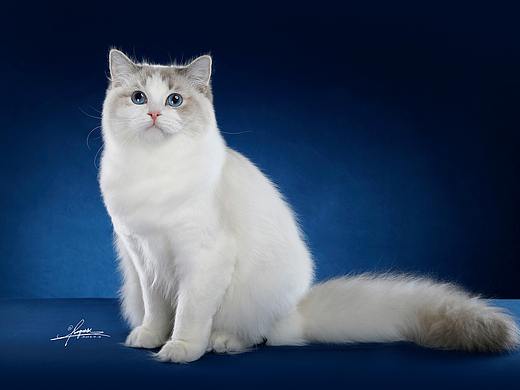布偶猫AMYWORKS
