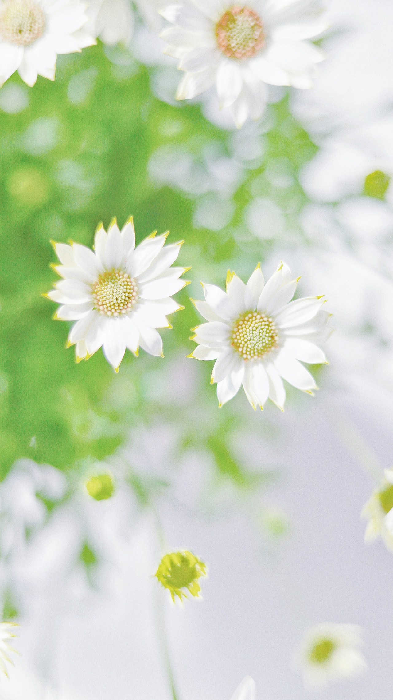 #一周花事#花店不开了，花继续开（图ZMjAzODE3ODYw） - 产品摄影 - 站酷设计师吴所畏_原创素材 - 站酷ZCOOL