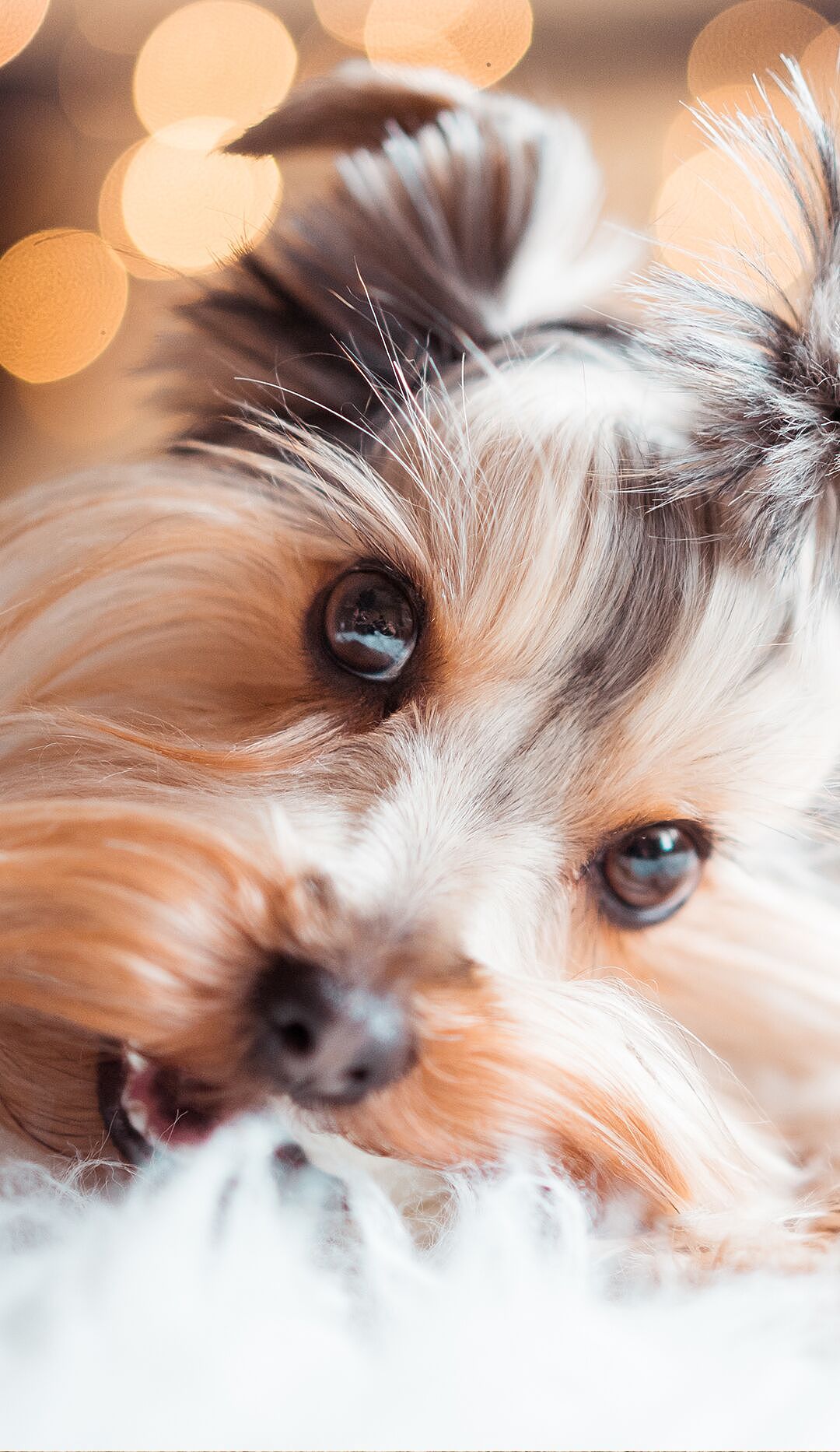 4k高清壁纸来了,超适合华为手机系列的动物世界壁纸