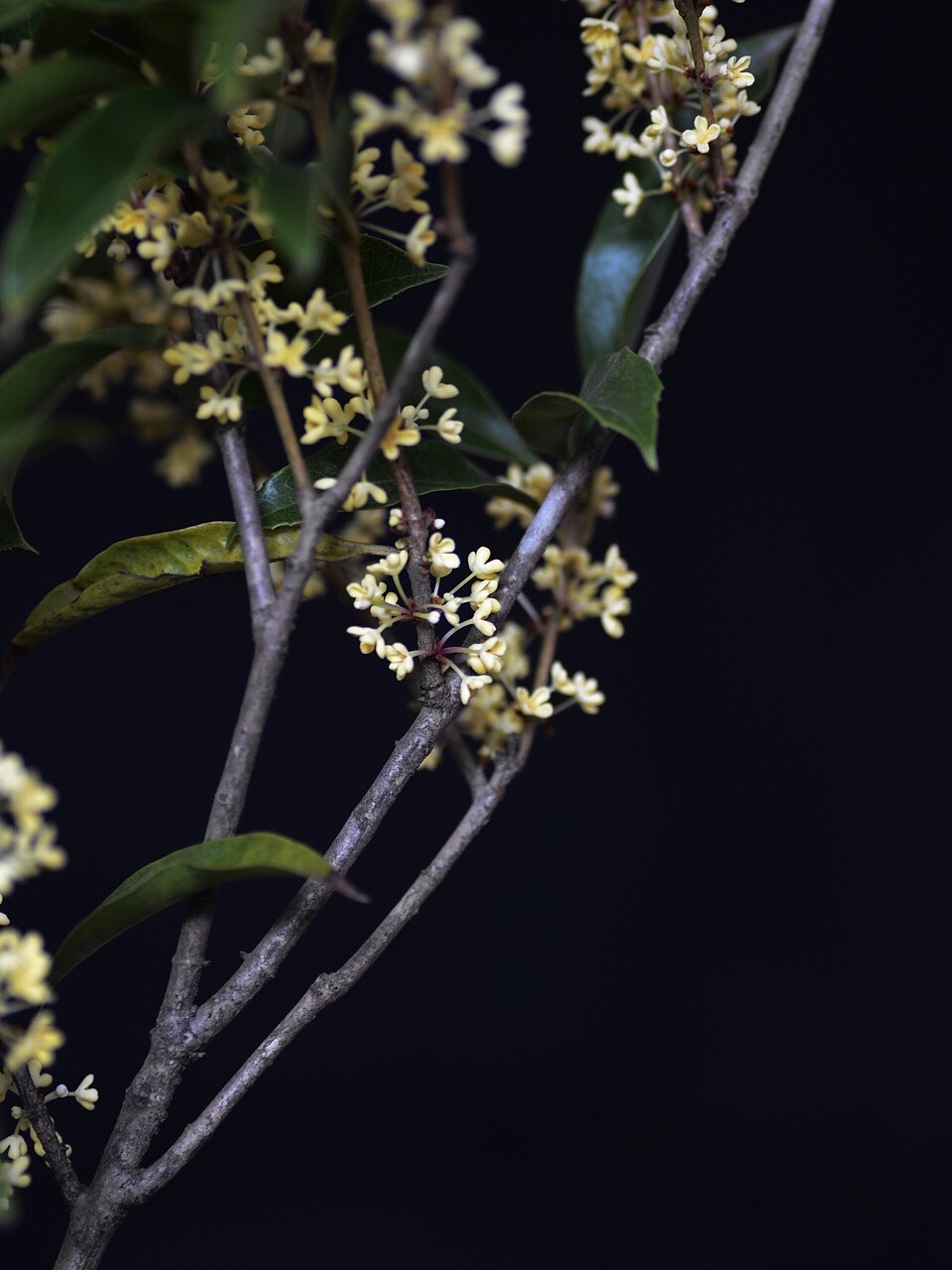 2018年桂花红茶窨制中