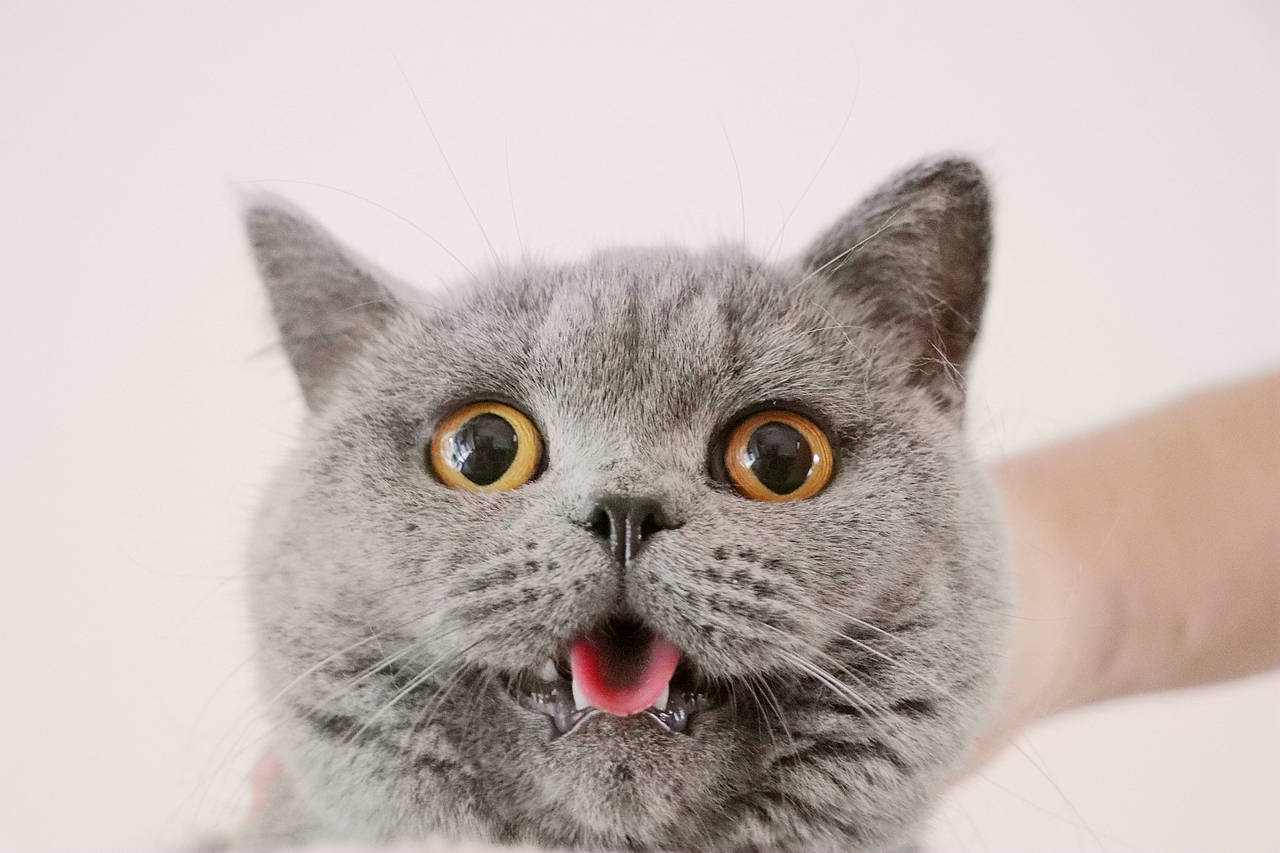 种猫-MM-纯蓝色-冬梅-英国短毛猫|沐米猫舍