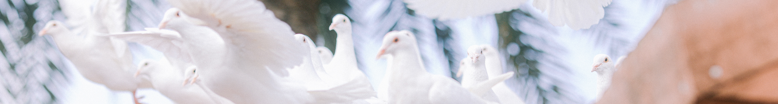 啊草_Acao的个人主页（封面预览） - 主页封面设置 - 站酷设计师啊草_Acao原创素材 - 站酷ZCOOL