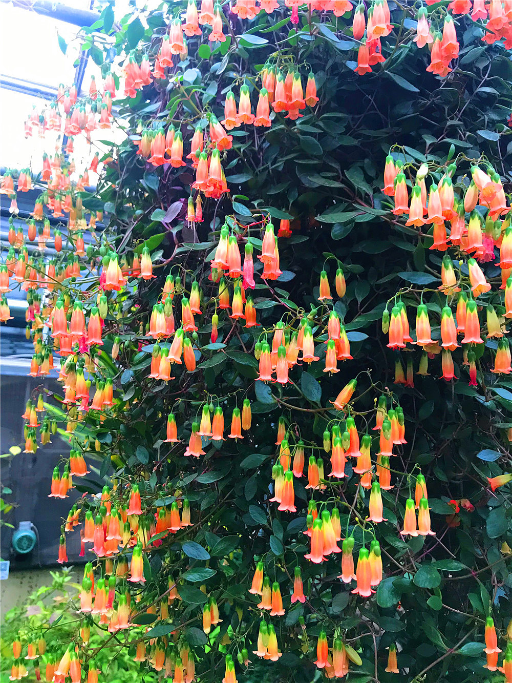 刘勇良纪实 摄影:神奇的植物之一