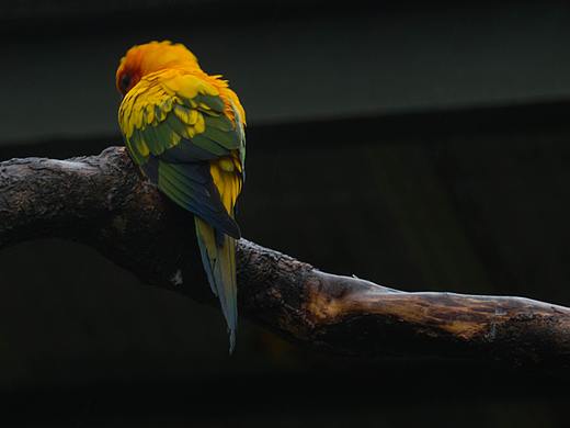 動物攝影（個人主頁-ZNDEwNTYyNDA=） - 寵物攝影 - 站酷設(shè)計師藏狐君原創(chuàng)素材 - 站酷ZCOOL