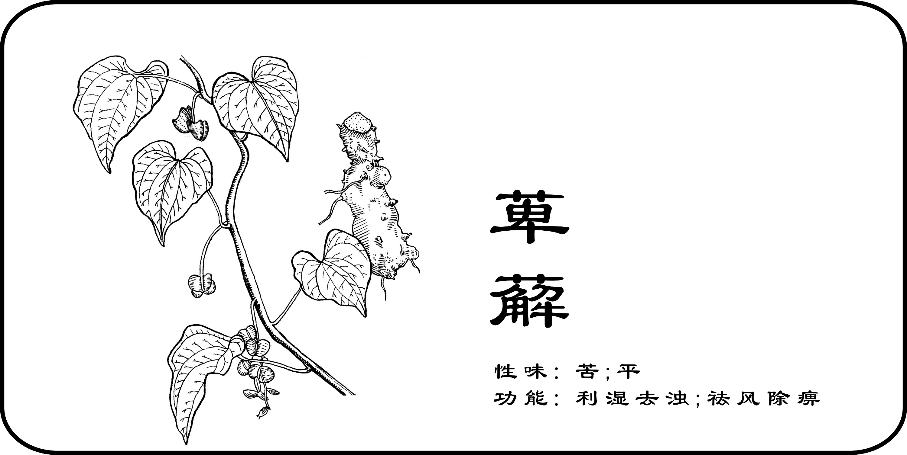 怀旧中国风手绘中药材科普手机海报-比格设计