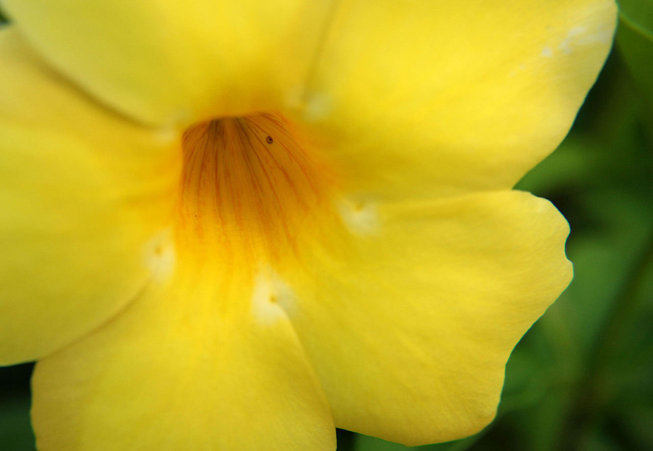 第一次微距拍摄，新手 