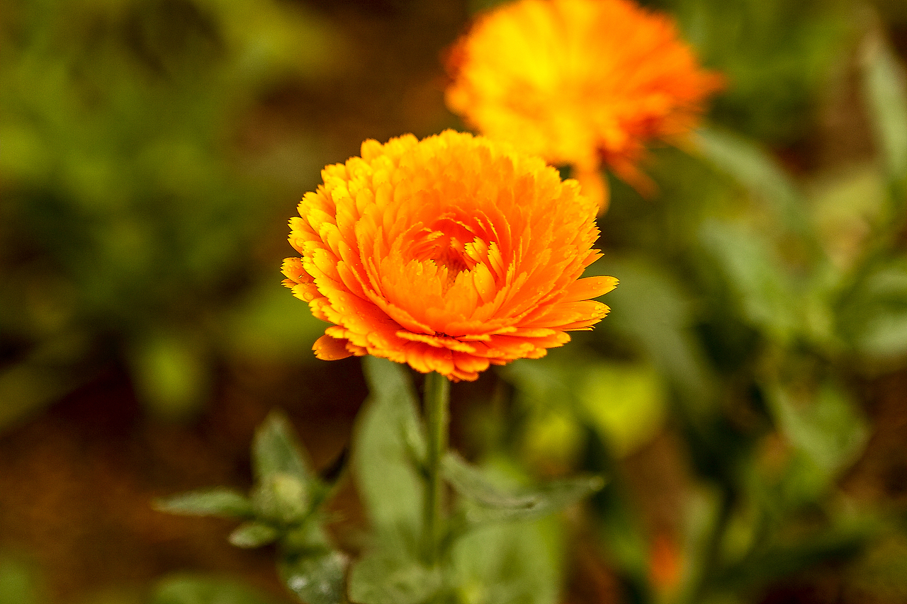匆匆那年,雨中的植物园