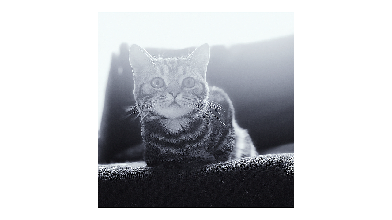 喵主子半歲啦~（圖ZMTA5Mjk3MTg0） - 人文/紀(jì)實攝影 - 站酷設(shè)計師Miss_Mo原創(chuàng)素材 - 站酷ZCOOL