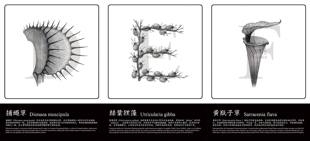 丑萌蟲蟲花—食蟲植物英文字體（圖ZMjIxOTU1ODg=） - 字體/字形 - 站酷設(shè)計(jì)師Howie豪仔原創(chuàng)素材 - 站酷ZCOOL
