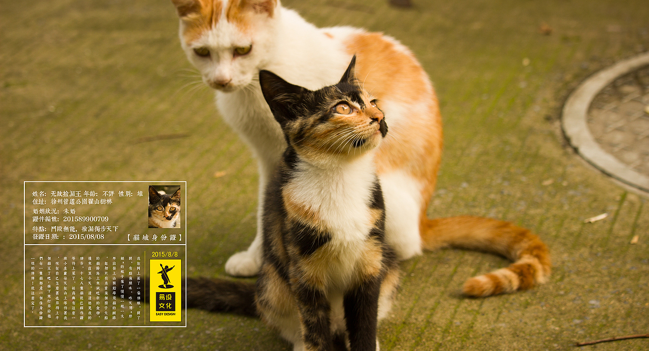 喵城喵口普查~（图ZMzMwNDg1MzY=） - 宠物摄影 - 站酷设计师HAOHAO设计原创素材 - 站酷ZCOOL
