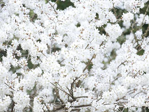 春天来啦！！！